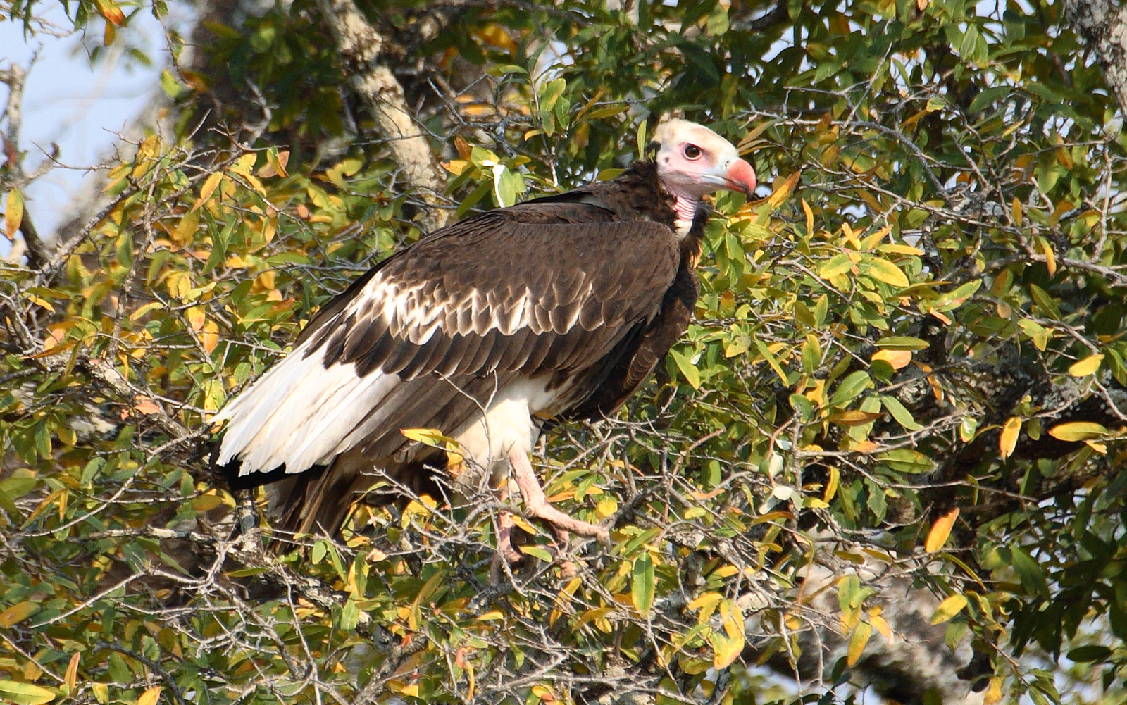 image White-headed Vulture